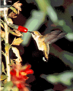 Faune et flore du pays - Le Colibri à gorge rubis