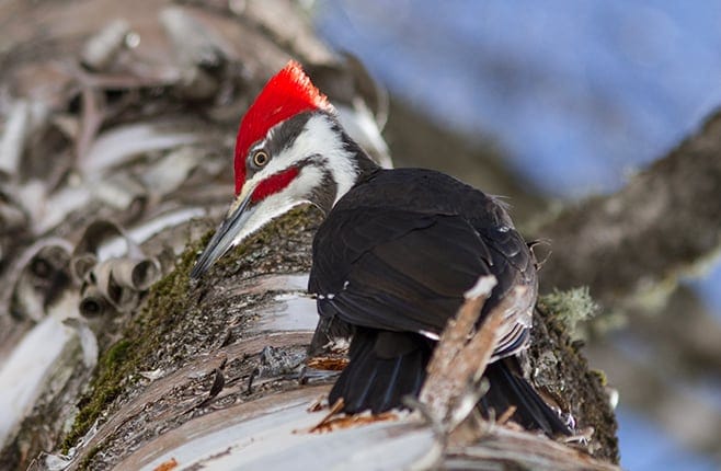 Club Des Ornithologues De Québec Coq